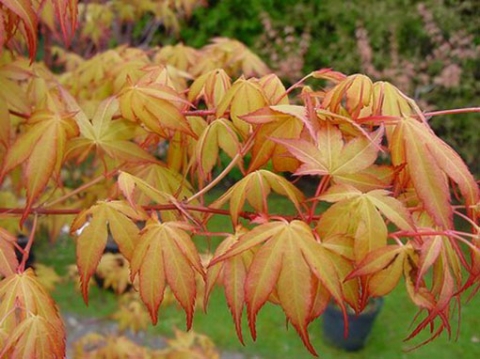 Klon palmowy (Acer palmatum) Katsura